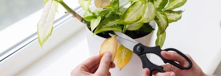 Hände schneiden gelbes Blatt einer Pflanze mit einer Schere ab